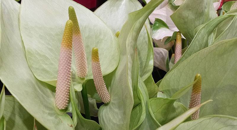 火鶴花 秋香 實拍圖片7