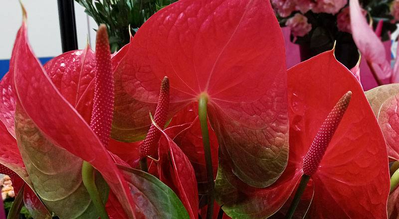 火鶴花 胖妞 (圖片5)