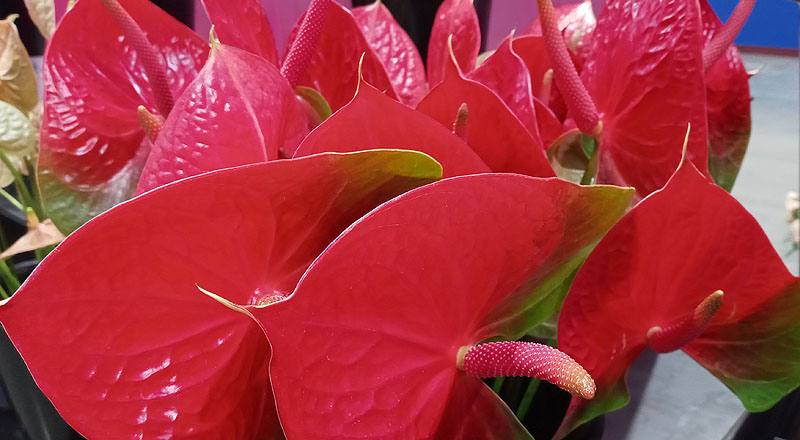 火鶴花 胖妞 (圖片4)