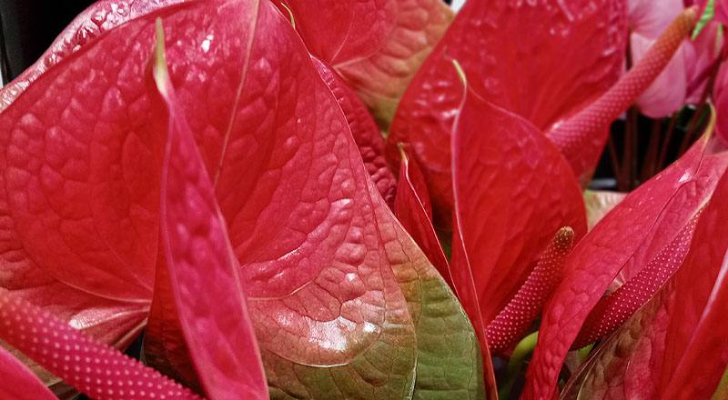 火鶴花 胖妞 (圖片7)