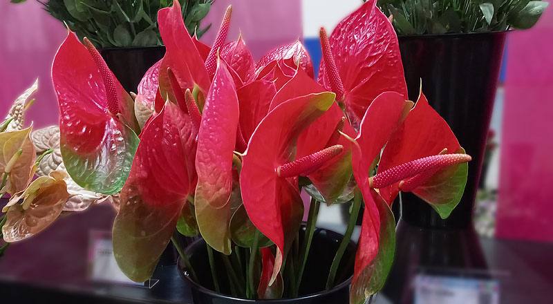 火鶴花 胖妞 (圖片2)