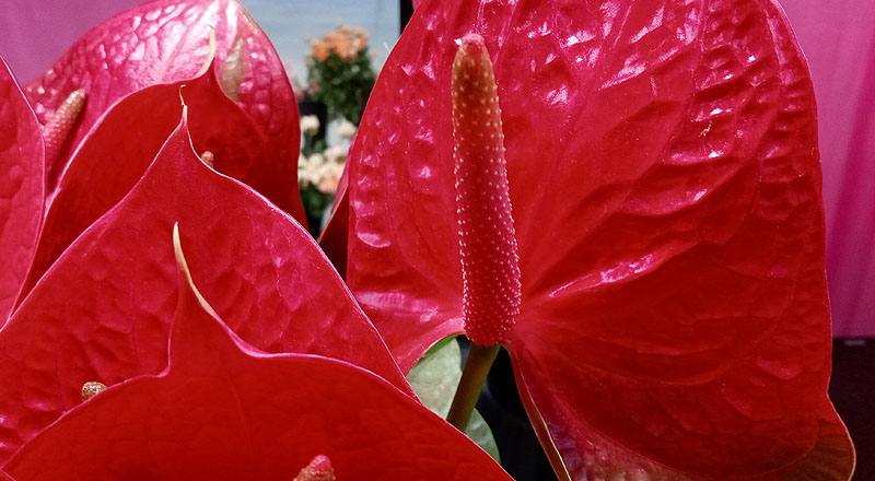 火鶴花 胖妞 (圖片6)