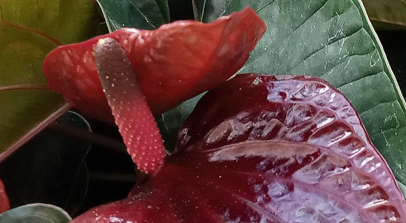 火鶴花 茉莉公主 實拍圖片1