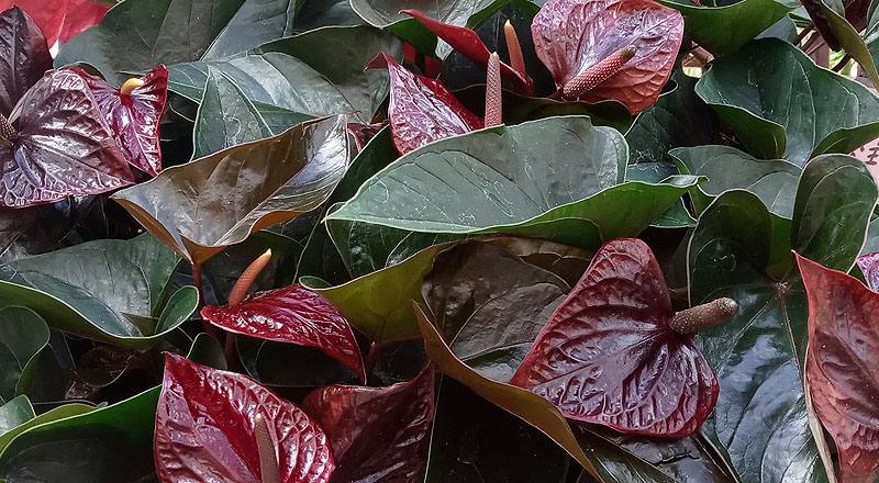 火鶴花 茉莉公主 實拍圖片2