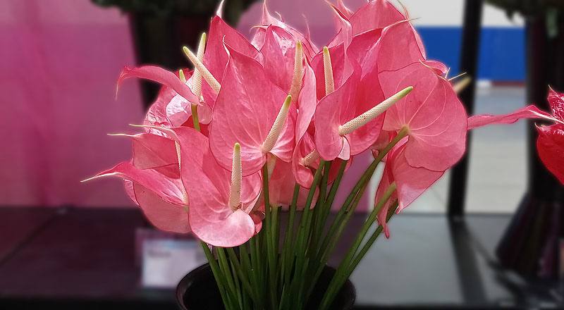 火鶴花 夏艷 (圖片1)