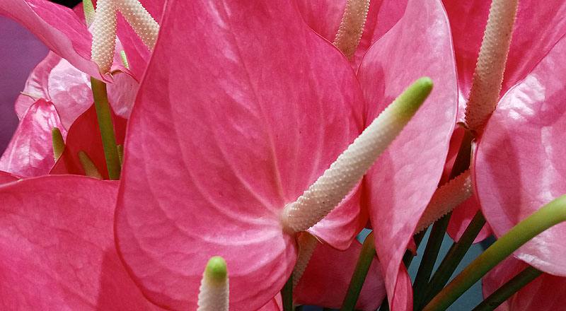 火鶴花 夏艷 (圖片5)