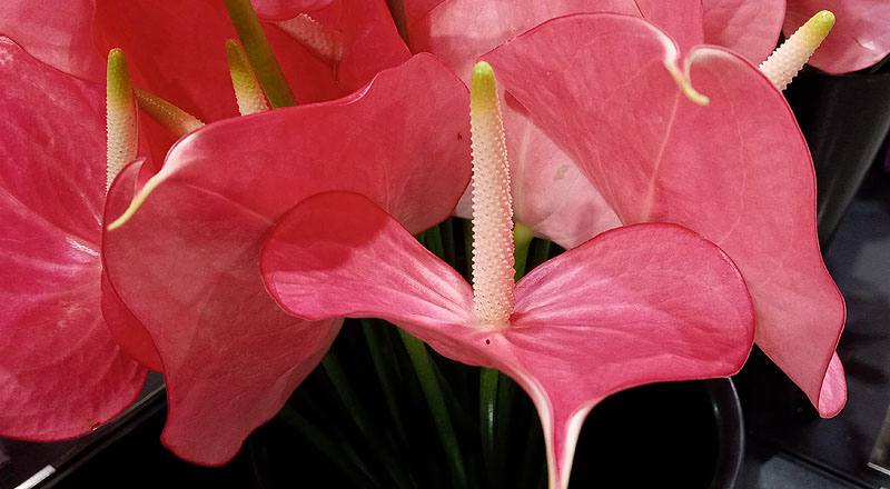 火鶴花 夏艷 (圖片6)