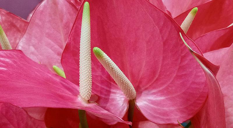火鶴花 夏艷 (圖片8)