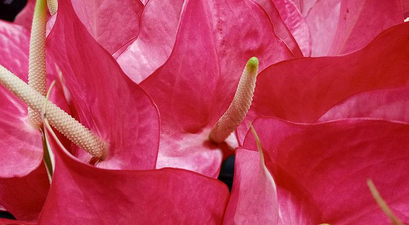 火鶴花 夏艷 (圖片7)