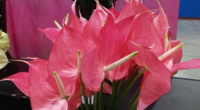 火鶴花 夏艷 (圖片4)