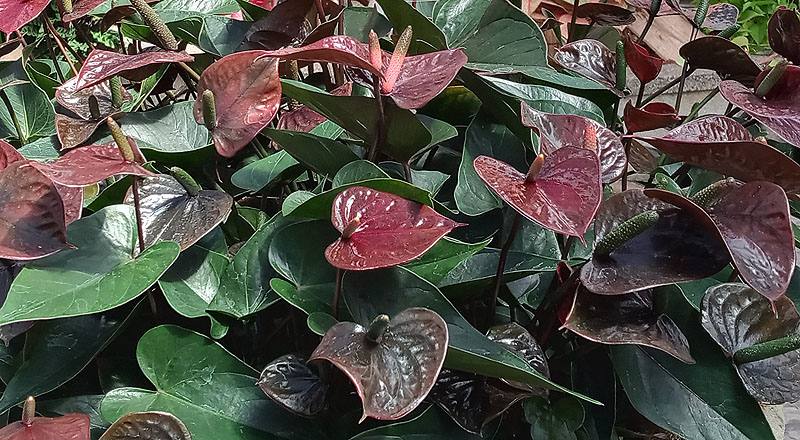 火鶴花 焦糖可可 (圖片2)