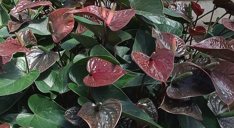 火鶴花 焦糖可可 (圖片1)