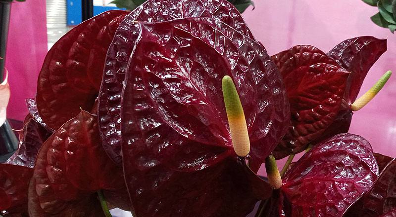 火鶴花 黑后 (圖片5)