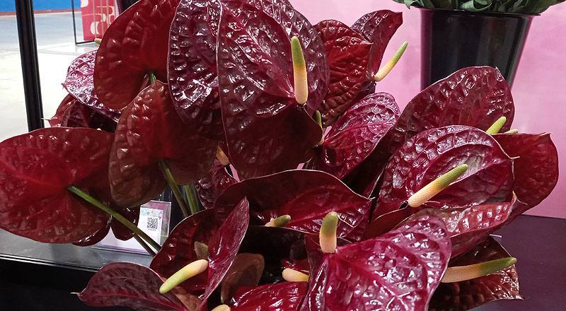 火鶴花 黑后 (圖片4)