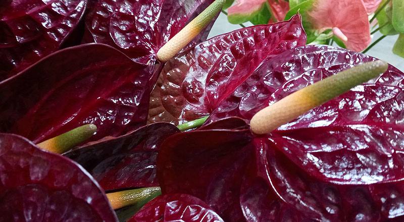 火鶴花 黑后 (圖片6)