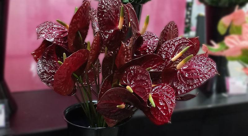 火鶴花 黑后 (圖片2)