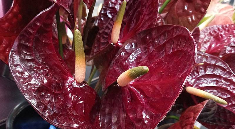 火鶴花 黑后 (圖片7)