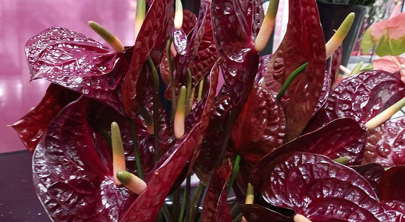 火鶴花 黑后 (圖片3)