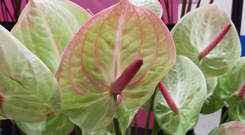 火鶴花 綠天使 (圖片5)