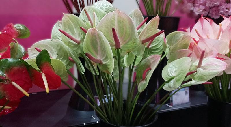 火鶴花 綠天使 (圖片2)