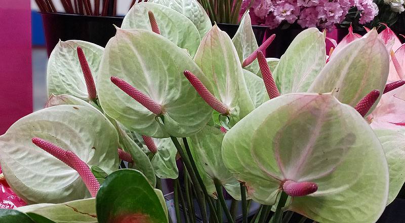 火鶴花 綠天使 (圖片3)