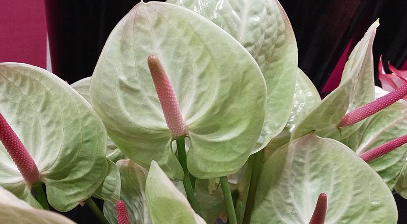 火鶴花 綠天使 (圖片7)