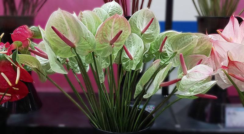 火鶴花 綠天使 (圖片1)