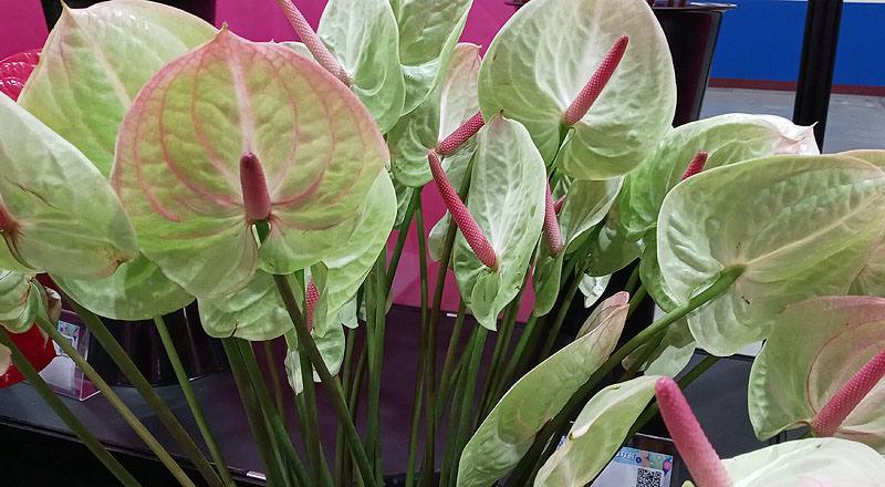 火鶴花 綠天使 (圖片4)