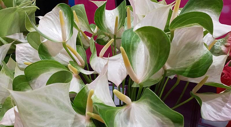 火鶴花 蝴蝶 (圖片4)