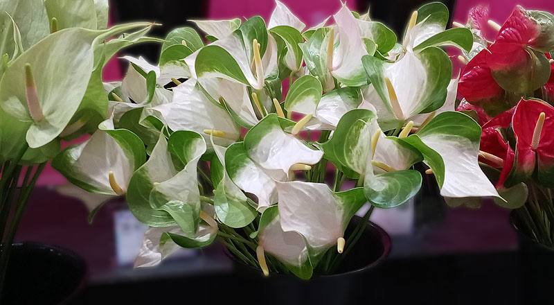 火鶴花 蝴蝶 (圖片1)