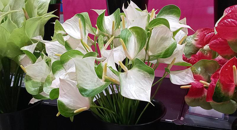 火鶴花 蝴蝶 (圖片2)