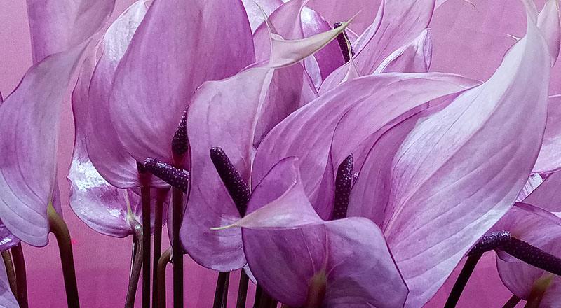 火鶴花 霹靂馬 (圖片4)