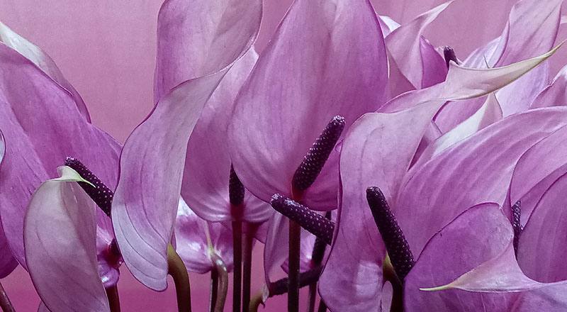 火鶴花 霹靂馬 (圖片3)