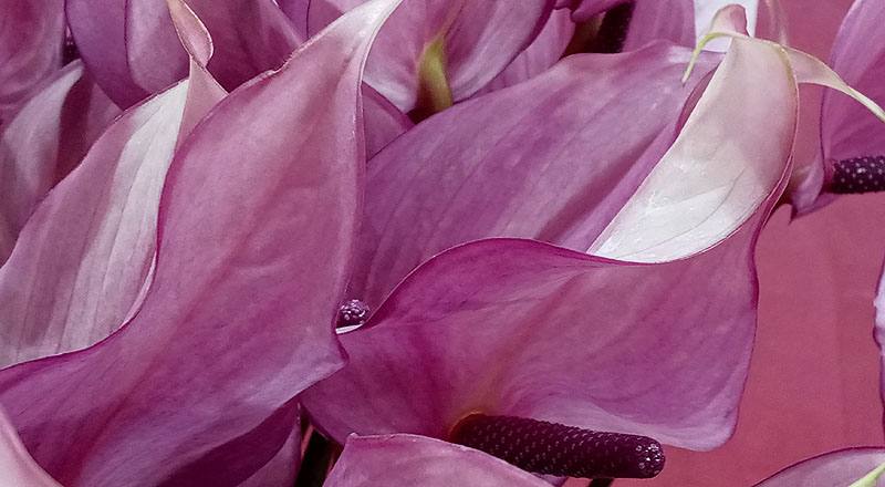 火鶴花 霹靂馬 (圖片7)