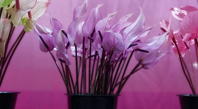 火鶴花 霹靂馬 (圖片2)