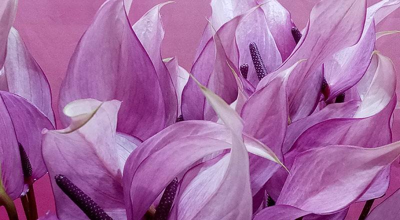 火鶴花 霹靂馬 (圖片5)