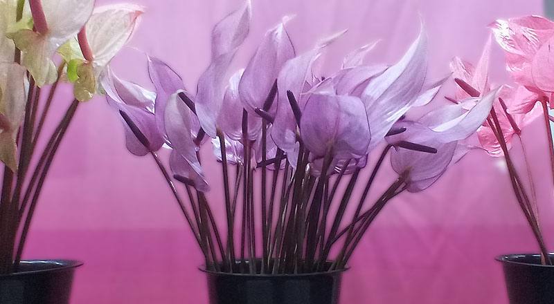 火鶴花 霹靂馬 (圖片1)