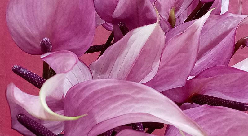 火鶴花 霹靂馬 (圖片6)