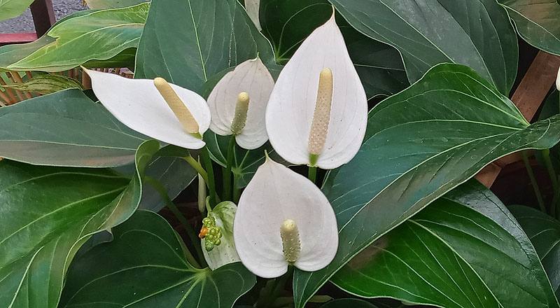 火鶴花 白花 (圖片1)