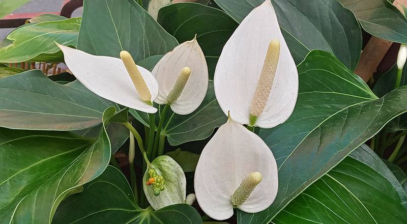 火鶴花 白花 (圖片2)