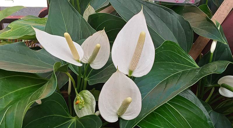 火鶴花 白花 (圖片3)