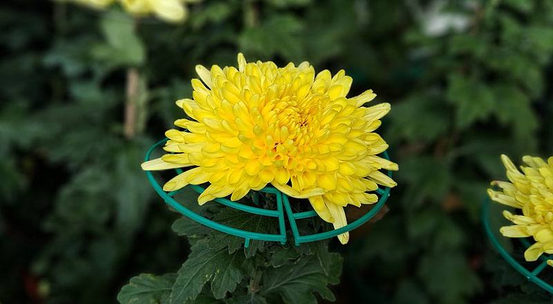 大菊 黃月友 (圖片3)