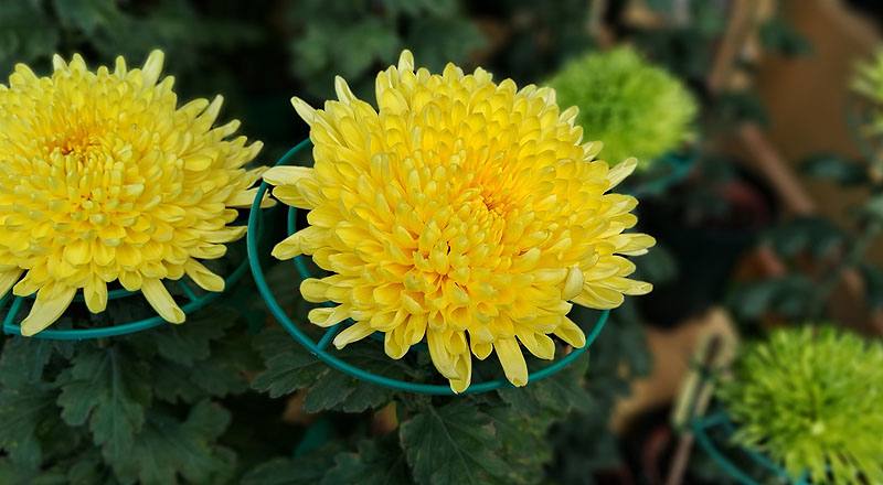 大菊 黃月友 (圖片1)