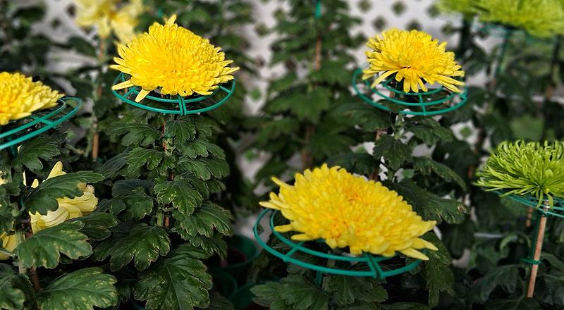 大菊 黃月友 (圖片4)