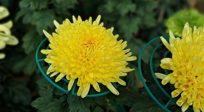 大菊 黃月友 (圖片2)