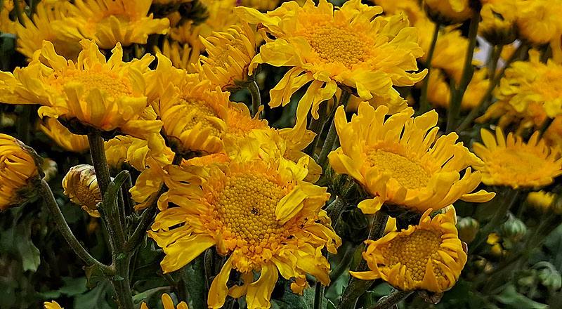 大菊 黃丁字菊 (圖片3)