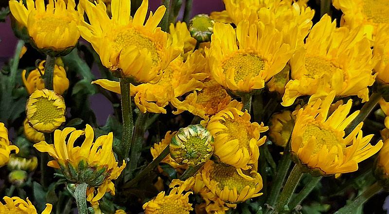 大菊 黃丁字菊 (圖片5)