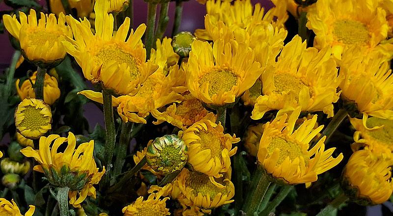 大菊 黃丁字菊 (圖片4)