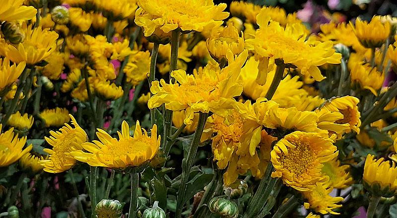 大菊 黃丁字菊 (圖片2)