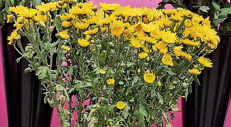 大菊 黃丁字菊 (圖片1)